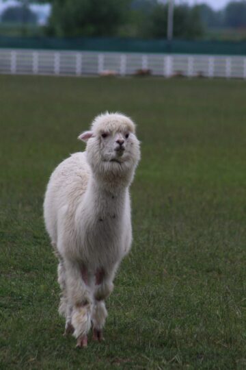 Ferma de la Udești: Cămile, zebre, alpaca și peste 70 de căprioare, aproape de Suceava. Povestea locului care atrage mii de vizitatori
