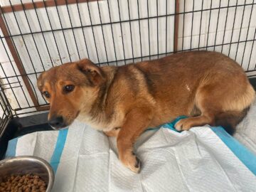 Abandonurile de animale în Suceava sunt în creștere, adopțiile au scăzut