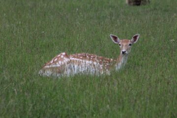Ferma de la Udești: Cămile, zebre, alpaca și peste 70 de căprioare, aproape de Suceava. Povestea locului care atrage mii de vizitatori