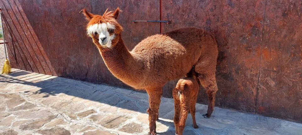 Ferma de la Udești: Cămile, zebre, alpaca și peste 70 de căprioare, aproape de Suceava. Povestea locului care atrage mii de vizitatori