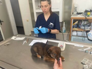 Abandonurile de animale în Suceava sunt în creștere, adopțiile au scăzut