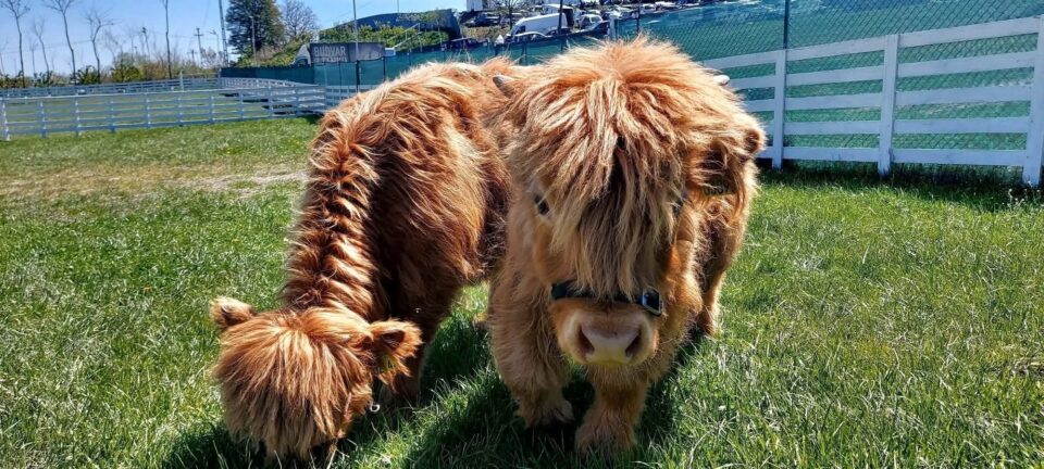 Ferma de la Udești: Cămile, zebre, alpaca și peste 70 de căprioare, aproape de Suceava. Povestea locului care atrage mii de vizitatori