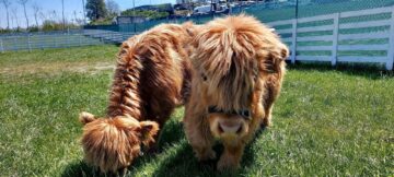 Ferma de la Udești: Cămile, zebre, alpaca și peste 70 de căprioare, aproape de Suceava. Povestea locului care atrage mii de vizitatori
