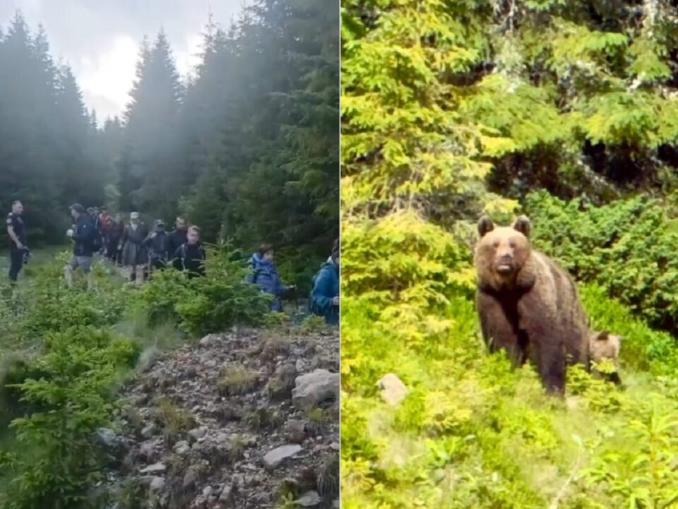 37 de turiști polonezi salvați de pe munte de jandarmi după o întâlnire cu o ursoaică și puiul ei, în apropierea carierei Călimani 37 de turiști polonezi salvați de pe munte de jandarmi după o întâlnire cu o ursoaică și puiul ei, în apropierea carierei Călimani