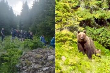 37 de turiști polonezi salvați de pe munte de jandarmi după o întâlnire cu o ursoaică și puiul ei, în apropierea carierei Călimani 37 de turiști polonezi salvați de pe munte de jandarmi după o întâlnire cu o ursoaică și puiul ei, în apropierea carierei Călimani