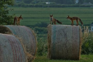 Vulpi la înalțime - foto Constantin Boicu / fotografia întreagă este la finalul textului