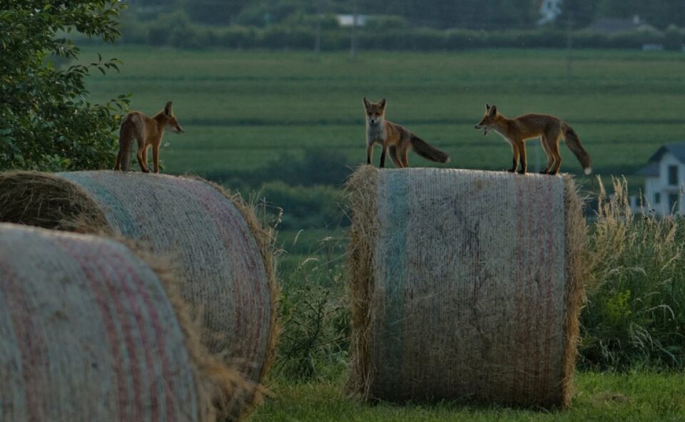 Vulpi la înalțime - foto Constantin Boicu / fotografia întreagă este la finalul textului