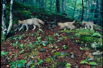 Patru pui de pisică sălbatică, la plimbare cu mama lor, filmați într-o pădure din Suceava