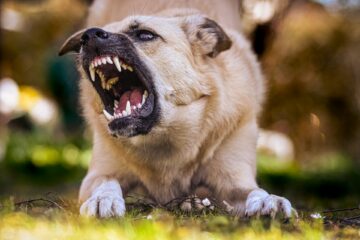 Peste 200 de suceveni, de la 1 la 91 de ani, au ajuns la spital, în acest an, mușcați de câini Peste 200 de suceveni, de la 1 la 91 de ani, au ajuns la spital, în acest an, mușcați de câini