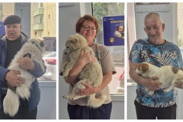 O nouă campanie de sterilizare a câinilor, în Suceava, cu Poliția Locală pe post de sperietoare pentru stăpâni O nouă campanie de sterilizare a câinilor, în Suceava, cu Poliția Locală pe post de sperietoare pentru stăpâni