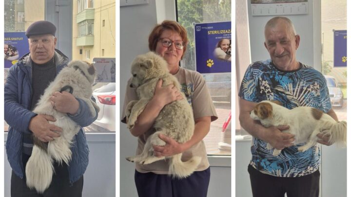 O nouă campanie de sterilizare a câinilor, în Suceava, cu Poliția Locală pe post de sperietoare pentru stăpâni