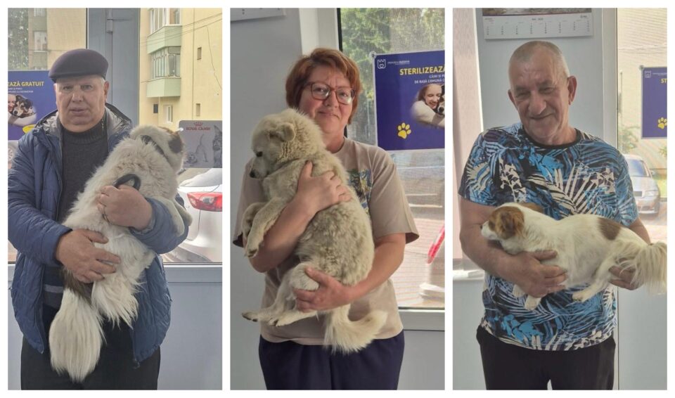 O nouă campanie de sterilizare a câinilor, în Suceava, cu Poliția Locală pe post de sperietoare pentru stăpâni O nouă campanie de sterilizare a câinilor, în Suceava, cu Poliția Locală pe post de sperietoare pentru stăpâni