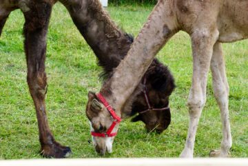 Ateliere pentru copii, la Ferma Udești. Cei mici hrănesc animale, culeg fructe, adună ouă și se joacă în natură