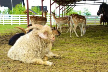 Ateliere pentru copii, la Ferma Udești. Cei mici hrănesc animale, culeg fructe, adună ouă și se joacă în natură