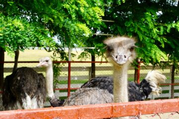 Ateliere pentru copii, la Ferma Udești. Cei mici hrănesc animale, culeg fructe, adună ouă și se joacă în natură