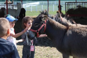 Ateliere pentru copii, la Ferma Udești. Cei mici hrănesc animale, culeg fructe, adună ouă și se joacă în natură