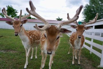 Ateliere pentru copii, la Ferma Udești. Cei mici hrănesc animale, culeg fructe, adună ouă și se joacă în natură