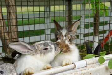 Ateliere pentru copii, la Ferma Udești. Cei mici hrănesc animale, culeg fructe, adună ouă și se joacă în natură