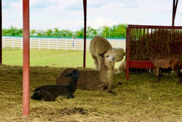 Ateliere pentru copii, la Ferma Udești. Cei mici hrănesc animale, culeg fructe, adună ouă și se joacă în natură