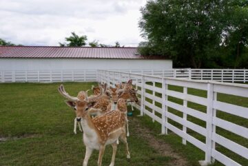 Ateliere pentru copii, la Ferma Udești. Cei mici hrănesc animale, culeg fructe, adună ouă și se joacă în natură