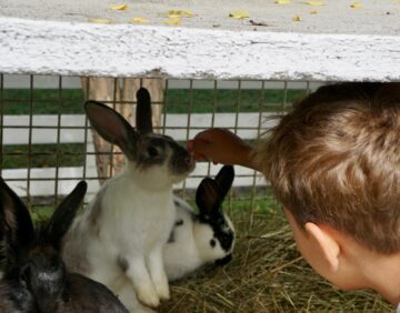 Ateliere pentru copii, la Ferma Udești. Cei mici hrănesc animale, culeg fructe, adună ouă și se joacă în natură