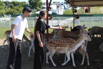 Ateliere pentru copii, la Ferma Udești. Cei mici hrănesc animale, culeg fructe, adună ouă și se joacă în natură