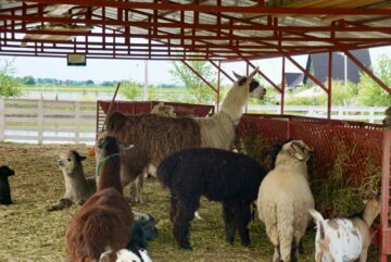Ateliere pentru copii, la Ferma Udești. Cei mici hrănesc animale, culeg fructe, adună ouă și se joacă în natură