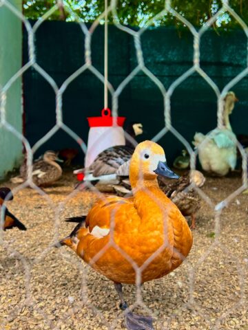Ateliere pentru copii, la Ferma Udești. Cei mici hrănesc animale, culeg fructe, adună ouă și se joacă în natură