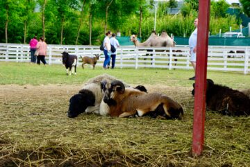 Ateliere pentru copii, la Ferma Udești. Cei mici hrănesc animale, culeg fructe, adună ouă și se joacă în natură
