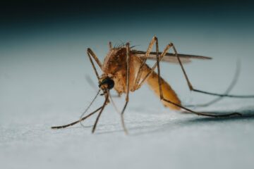 O suceveancă în vârstă de 70 de ani a fost diagnosticată cu infecție cu virusul West Nile, o boală infecțioasă transmisă de țânțari O suceveancă în vârstă de 70 de ani a fost diagnosticată cu infecție cu virusul West Nile, o boală infecțioasă transmisă de țânțari