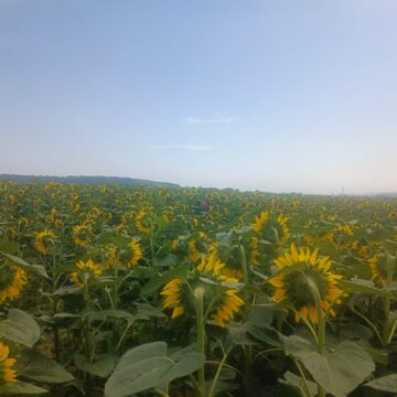 Floarea-soarelui are doi metri înălțime