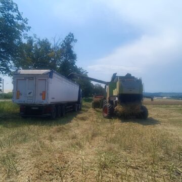 Recoltatul rapiței se derulează la foc automat