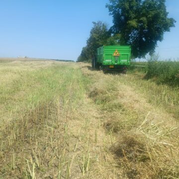 Se lucrează intens la recoltarea cerealelor