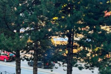 Haită de câini filmată în timp ce migra dinspre Șcheia spre cartierul George Enescu din municipiul Suceava Haită de câini filmată în timp ce migra dinspre Șcheia spre cartierul George Enescu din municipiul Suceava