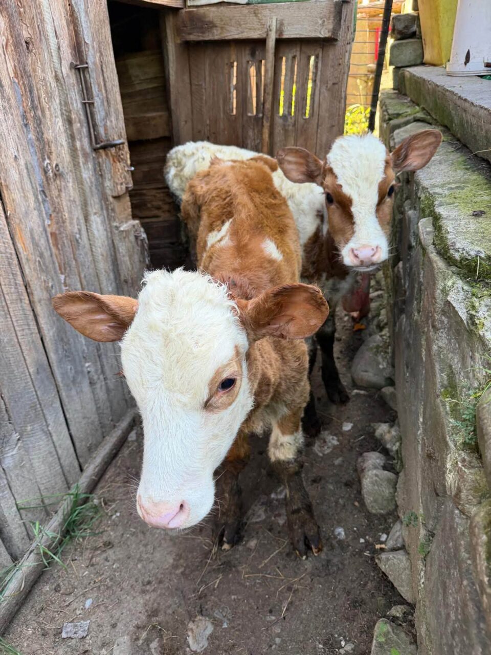 Viței și alte animale care mor de foame, după ce proprietarul a ajuns la pușcărie