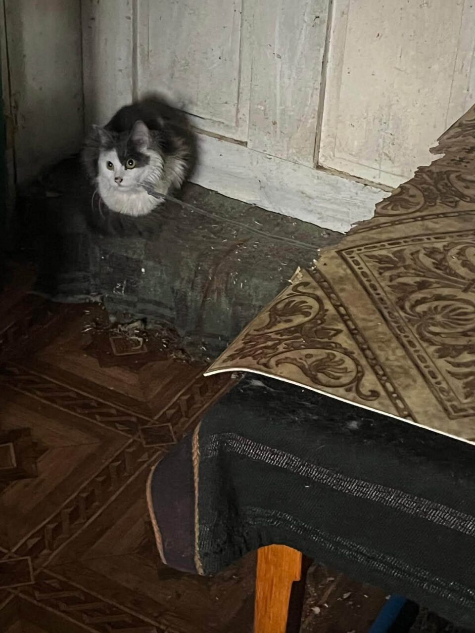 Viței și alte animale care mor de foame, după ce proprietarul a ajuns la pușcărie