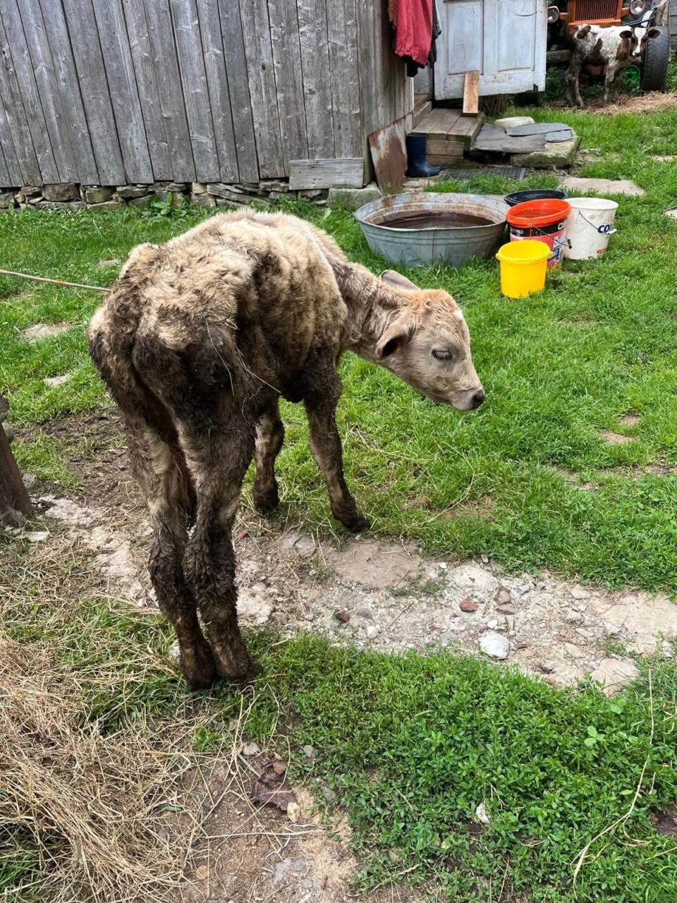 Viței și alte animale care mor de foame, după ce proprietarul a ajuns la pușcărie