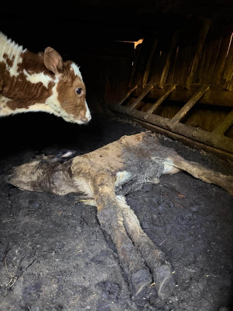 Viței și alte animale care mor de foame, după ce proprietarul a ajuns la pușcărie
