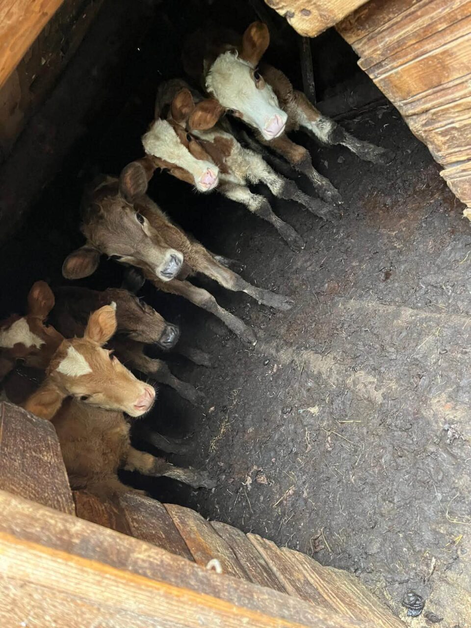 Viței și alte animale care mor de foame, după ce proprietarul a ajuns la pușcărie