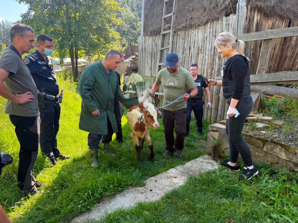 Viței și alte animale care mor de foame, după ce proprietarul a ajuns la pușcărie