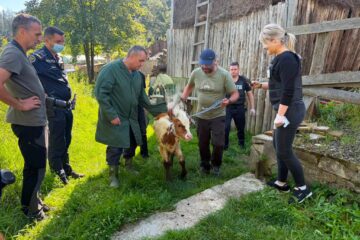 Viței și alte animale care mor de foame, după ce proprietarul a ajuns la pușcărie